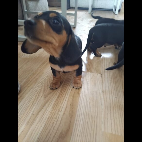 Dachshund (Standard &amp; Miniature) - Both