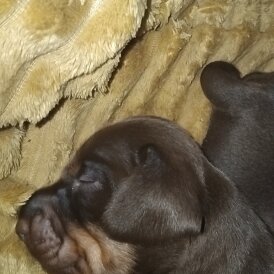 Dachshund (Standard &amp; Miniature) - Both