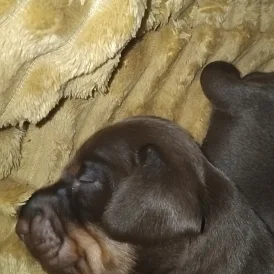Dachshund (Standard &amp; Miniature) - Both
