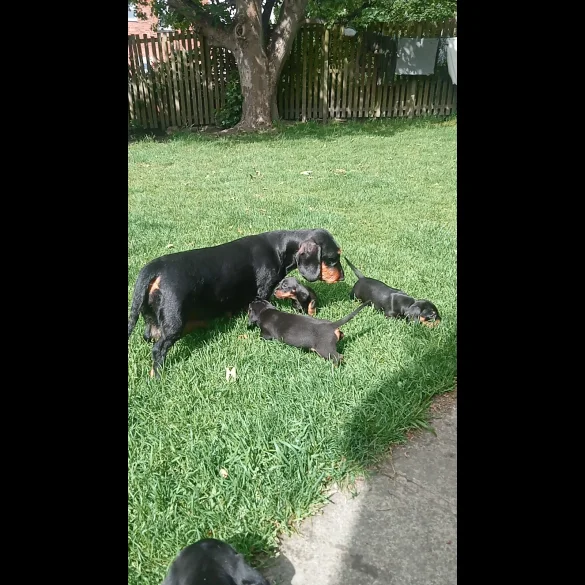 Dachshund (Standard &amp; Miniature) - Both
