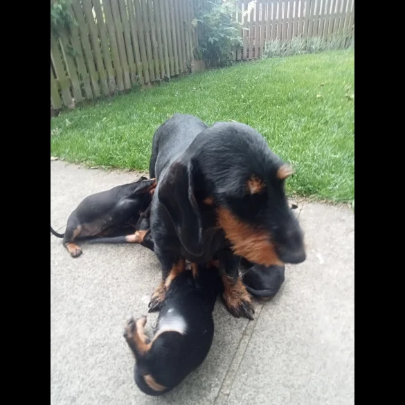 Dachshund (Standard &amp; Miniature) - Both