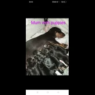 Dachshund (Standard &amp; Miniature) - Both