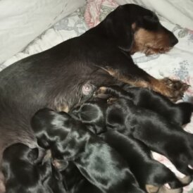 Dachshund (Standard &amp; Miniature) - Both