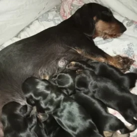 Dachshund (Standard &amp; Miniature) - Both