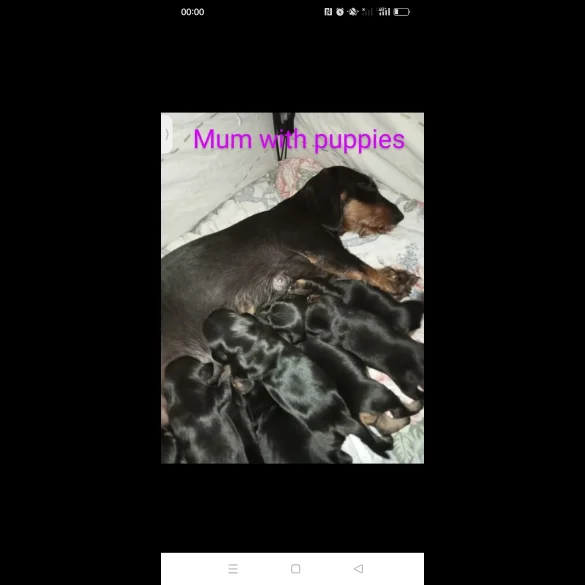 Dachshund (Standard &amp; Miniature) - Both