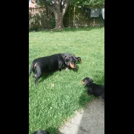 Dachshund (Standard &amp; Miniature) - Both
