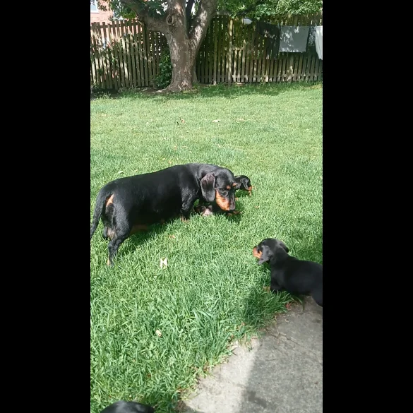 Dachshund (Standard &amp; Miniature) - Both