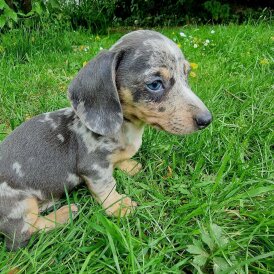 Dachshund (Standard &amp; Miniature) - Both