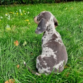Dachshund (Standard &amp; Miniature) - Both