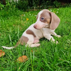 Dachshund (Standard &amp; Miniature) - Both