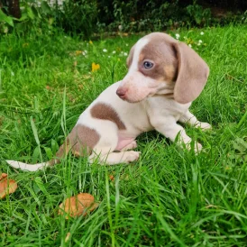Dachshund (Standard &amp; Miniature) - Both