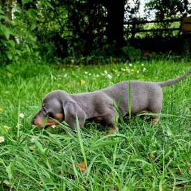 Dachshund (Standard &amp; Miniature) - Both