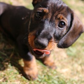 Dachshund (Standard &amp; Miniature) - Both