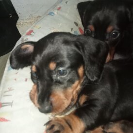 Dachshund (Standard &amp; Miniature) - Both