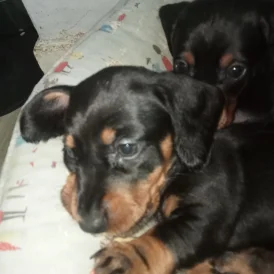 Dachshund (Standard &amp; Miniature) - Both