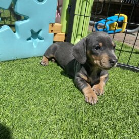 Dachshund (Standard &amp; Miniature) - Both