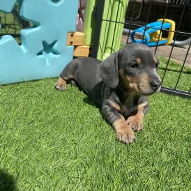 Dachshund (Standard &amp; Miniature) - Both
