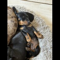 Dachshund (Standard &amp; Miniature) - Both