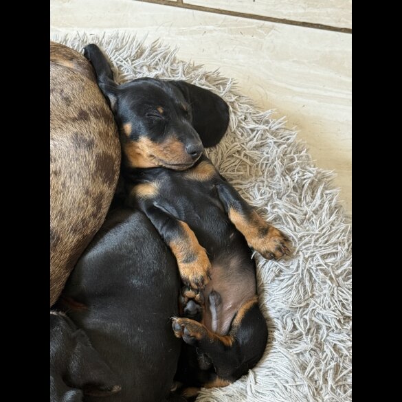 Dachshund (Standard &amp; Miniature) - Both