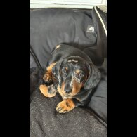 Dachshund (Standard &amp; Miniature) - Both