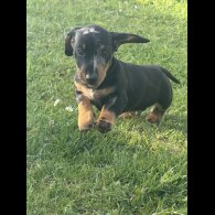 Dachshund (Standard &amp; Miniature) - Both