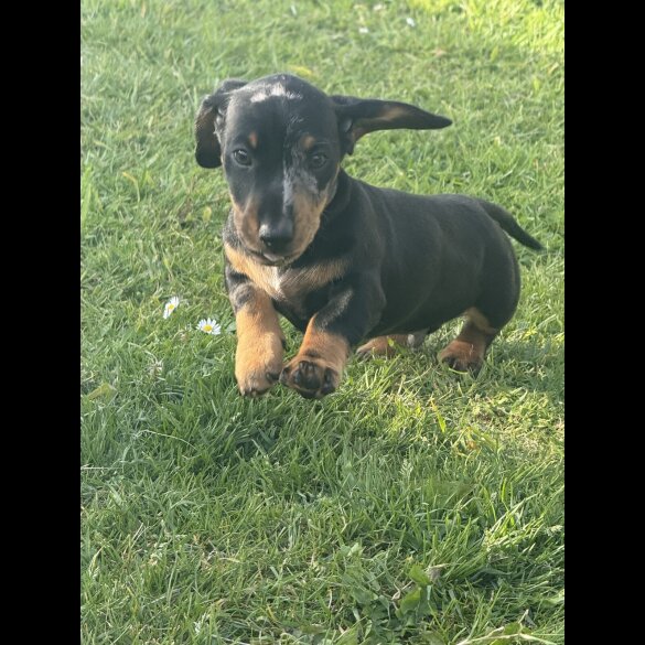 Dachshund (Standard &amp; Miniature) - Both