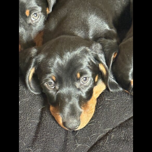 Dachshund (Standard &amp; Miniature) - Both