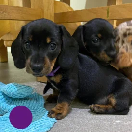 Dachshund (Standard &amp; Miniature) - Both