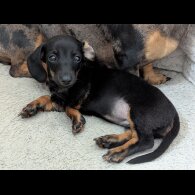 Dachshund (Standard &amp; Miniature) - Both