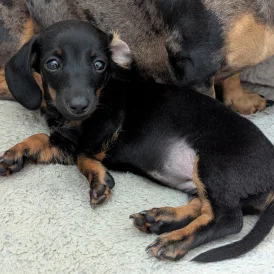 Dachshund (Standard &amp; Miniature) - Both