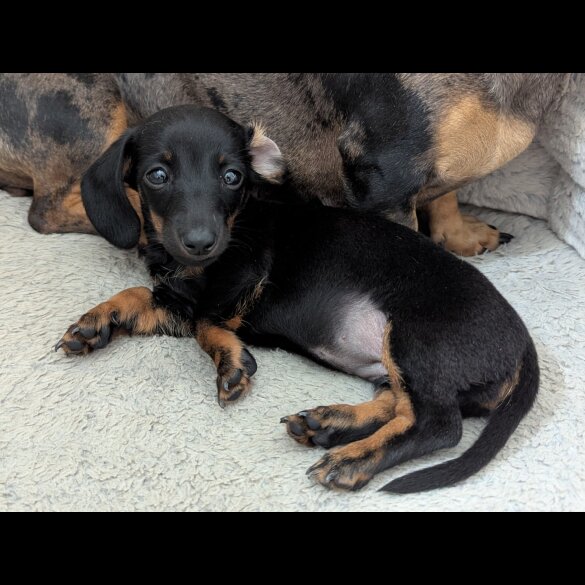 Dachshund (Standard &amp; Miniature) - Both