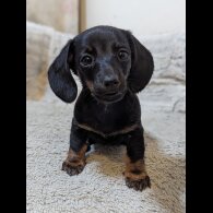 Dachshund (Standard &amp; Miniature) - Both