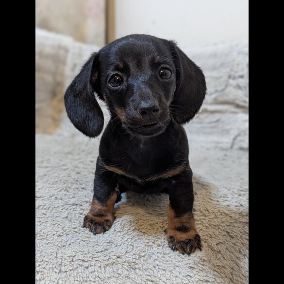 Dachshund (Standard &amp; Miniature) - Both