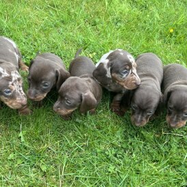 Dachshund (Standard &amp; Miniature) - Both