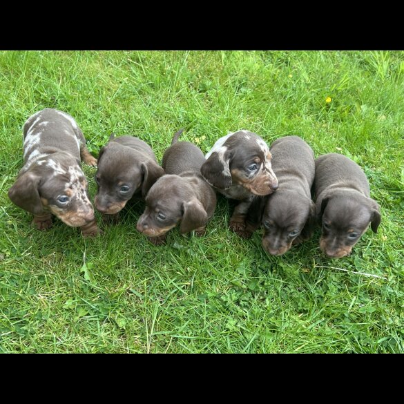 Dachshund (Standard &amp; Miniature) - Both