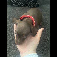 Dachshund (Standard &amp; Miniature) - Both