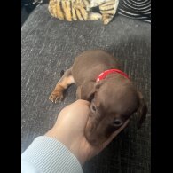 Dachshund (Standard &amp; Miniature) - Both