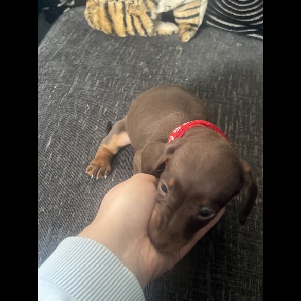 Dachshund (Standard &amp; Miniature) - Both