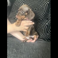 Dachshund (Standard &amp; Miniature) - Both