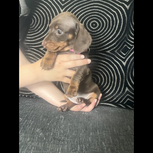 Dachshund (Standard &amp; Miniature) - Both