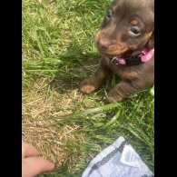 Dachshund (Standard &amp; Miniature) - Both