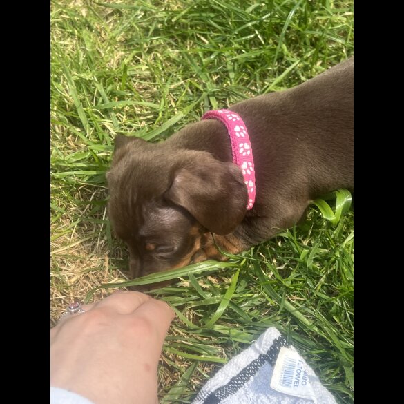 Dachshund (Standard &amp; Miniature) - Both