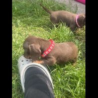 Dachshund (Standard &amp; Miniature) - Both
