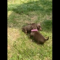 Dachshund (Standard &amp; Miniature) - Both