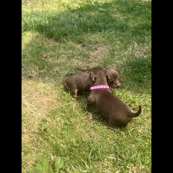 Dachshund (Standard &amp; Miniature) - Both