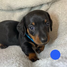 Dachshund (Standard &amp; Miniature) - Both