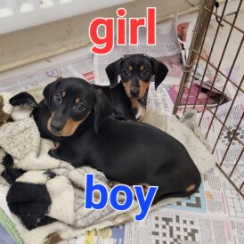 Dachshund (Standard &amp; Miniature) - Both