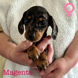 Dachshund (Standard &amp; Miniature) - Both