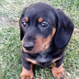 Dachshund (Standard &amp; Miniature) - Both