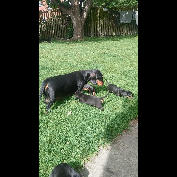 Dachshund (Standard &amp; Miniature) - Both